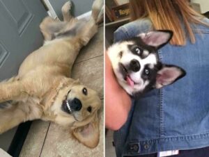 Dogs: Prone to adorable “glitches” and “malfunctions” (30 Photos) 15