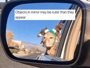 No one has ever complained about receiving dog memes (24 Photos) 7