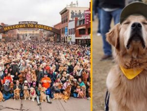 Golden Retrievers take over Golden, CO and our hearts can’t handle it 15