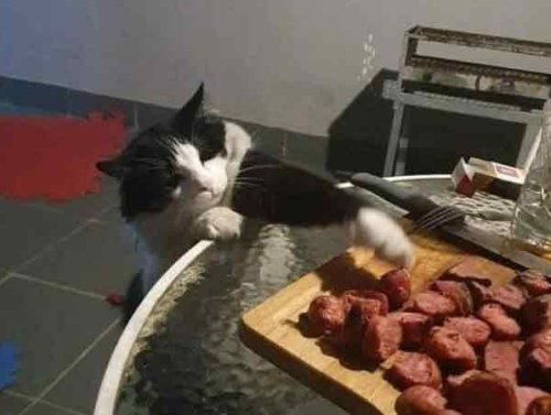 Furry Friends Are Friggin’ Awesome! (31 Photos) 1