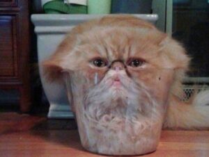 Cats on a Saturday? I’m In! (33 Photos) 11