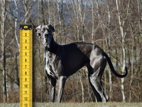 World Records Held by Dogs?! Yes Please! (10 Photos) 1