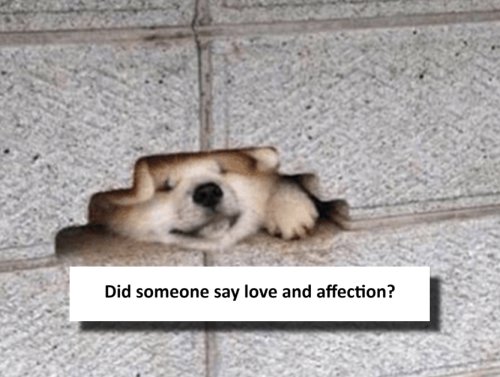 Your Weekly Dose of Wholesome Memes 1