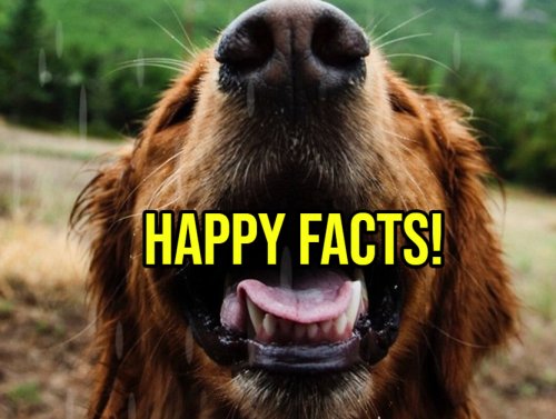Happy Facts Educate Our Hearts 1