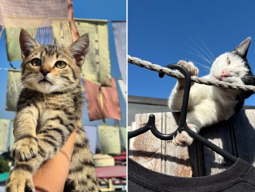 Cat Saturday Never Stops 1