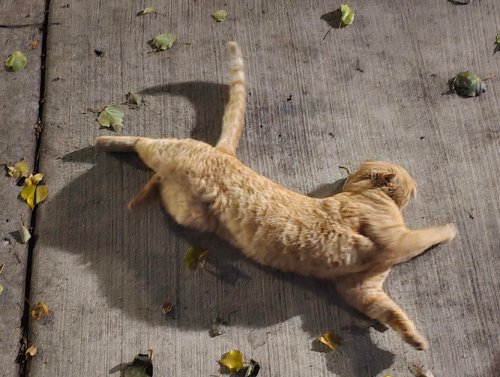 Cat Saturday Can’t Be Stopped! 1