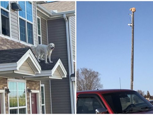 Animals Stuck In Places They Absolutely Shouldn’t Be 1