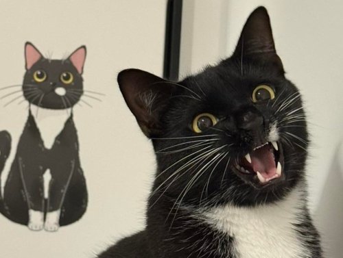 Welcome to Cat Saturday: Where Chaos Has Whiskers 1